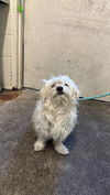adoptable Dog in  named A716758