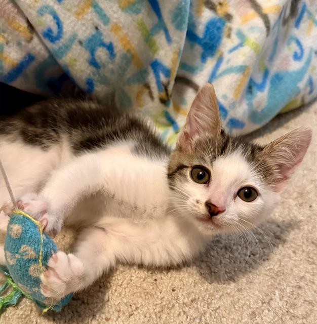 adoptable Cat in Sacramento, CA named DIANA