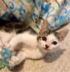adoptable Cat in  named DIANA