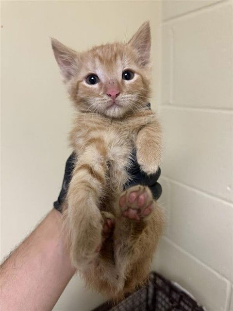 adoptable Cat in Sacramento, CA named A714041