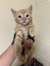 adoptable Cat in  named A714041