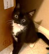 adoptable Cat in  named MITTENS