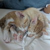 adoptable Cat in  named FIZZ