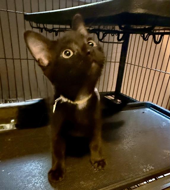 adoptable Cat in Sacramento, CA named LOVEY