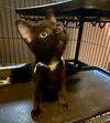 adoptable Cat in  named LOVEY