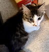 adoptable Cat in  named GLAM GIRL