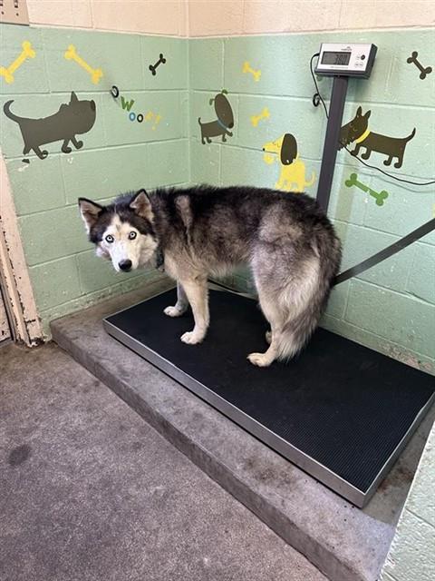 adoptable Dog in Sacramento, CA named GUAVA