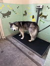 adoptable Dog in  named GUAVA