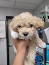 adoptable Dog in  named MUPPIN