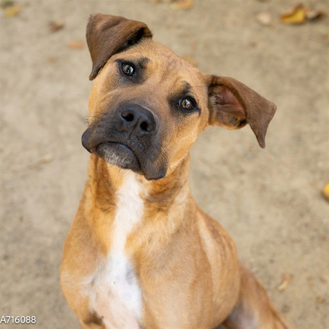 adoptable Dog in Sacramento, CA named FRANKIE