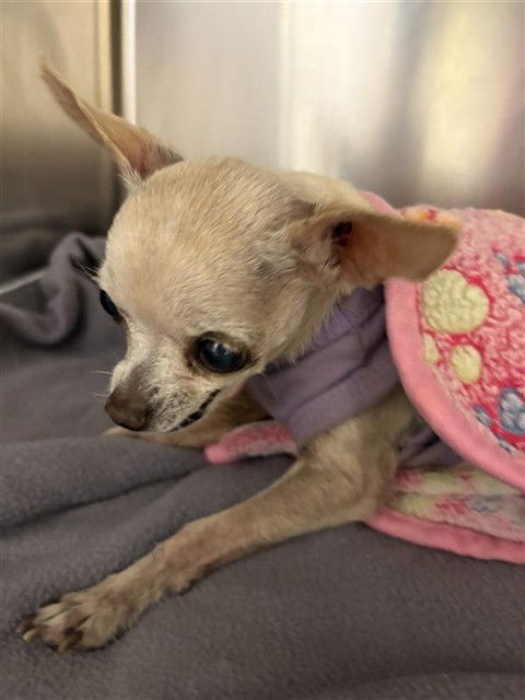 adoptable Dog in Sacramento, CA named A716259