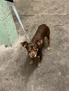 adoptable Dog in  named A638988