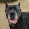 adoptable Dog in  named DAISY