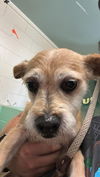 adoptable Dog in  named A716803