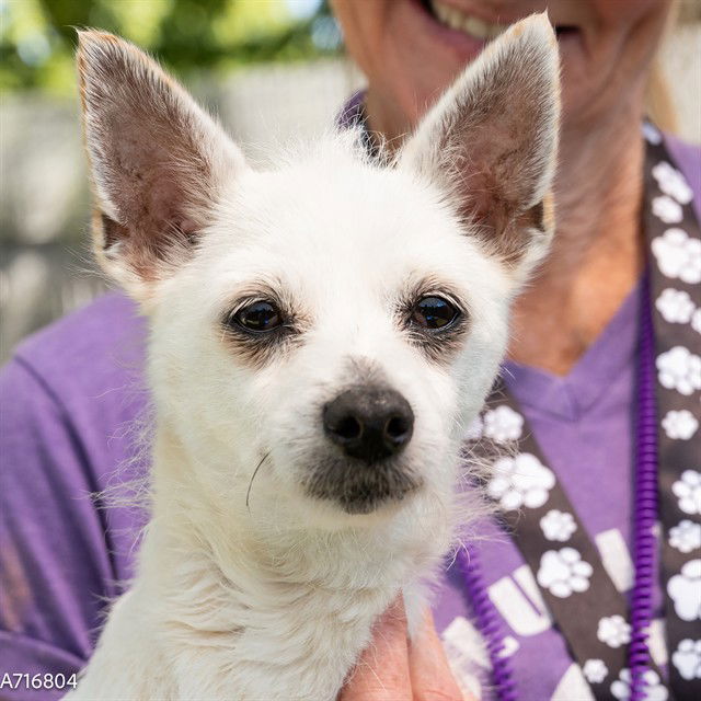 adoptable Dog in Sacramento, CA named A716804