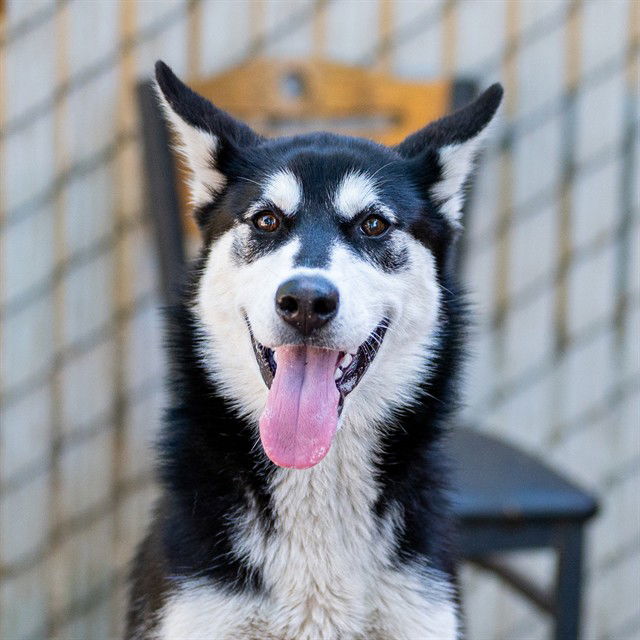 adoptable Dog in Sacramento, CA named APPLE