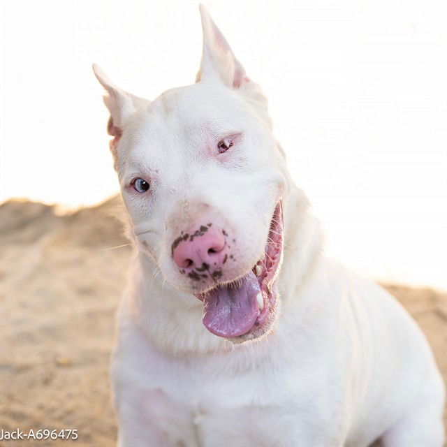 adoptable Dog in Sacramento, CA named JACK