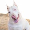 adoptable Dog in  named JACK