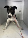 adoptable Dog in  named MINNIE MOUSE