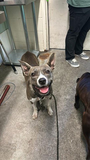 adoptable Dog in Sacramento, CA named NANO