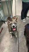 adoptable Dog in  named NANO