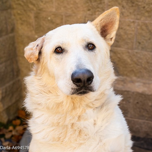 DARLA - German Shepherd Dog available for adoption