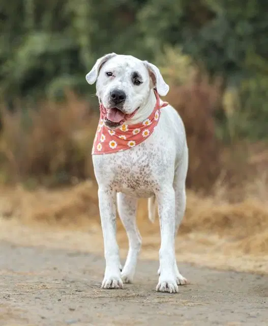 Millie - Dogo Argentino