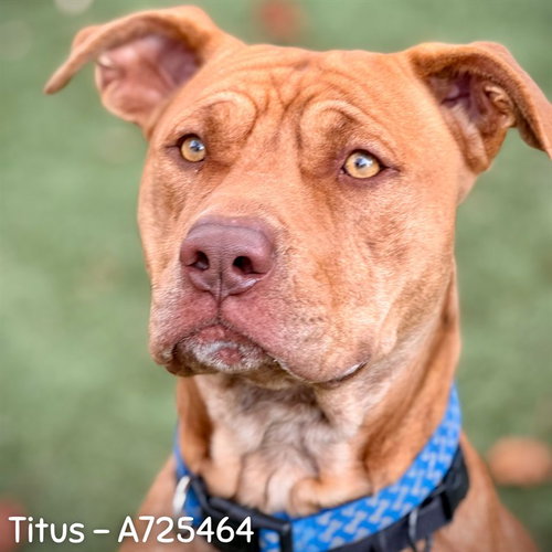 picture of the dog needing adoption