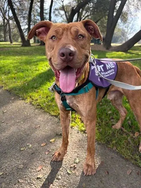 Titus - Pit Bull Terrier