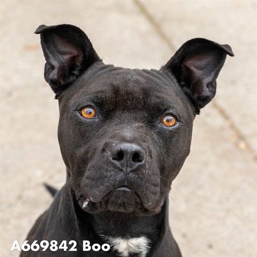 picture of the dog needing adoption