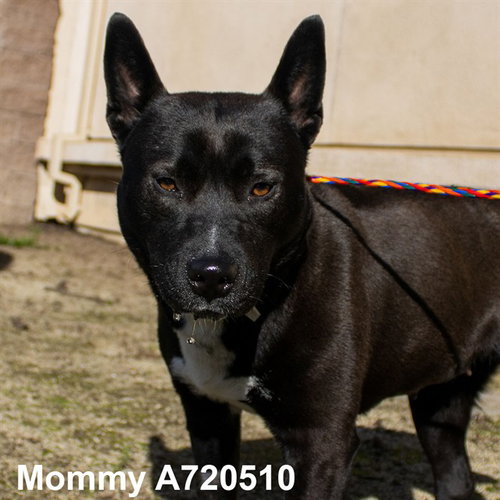 picture of the dog needing adoption