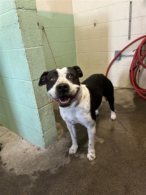 picture of the dog needing adoption