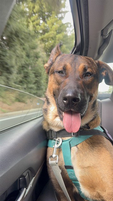 COOPER, an adoptable German Shepherd Dog in Sacramento, CA