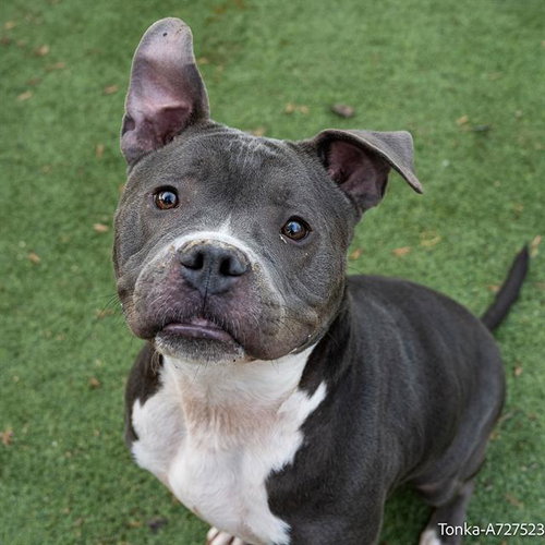 TONKA, an adoptable Pit Bull Terrier in Sacramento, CA