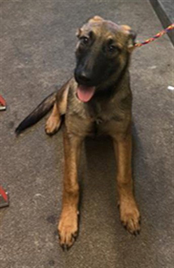 MARY, an adoptable German Shepherd Dog in Sacramento, CA