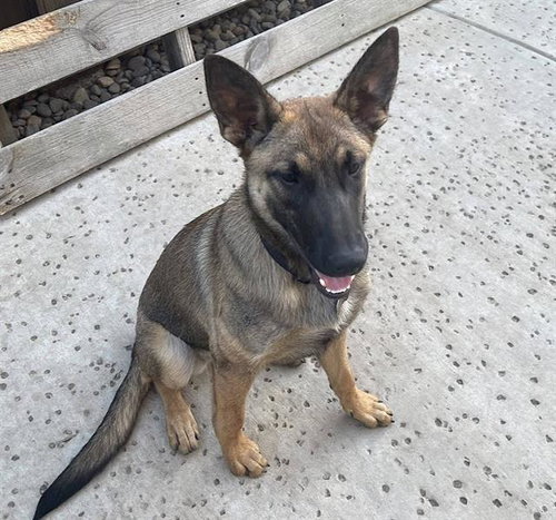 MARY, an adoptable Belgian Shepherd Malinois in Sacramento, CA
