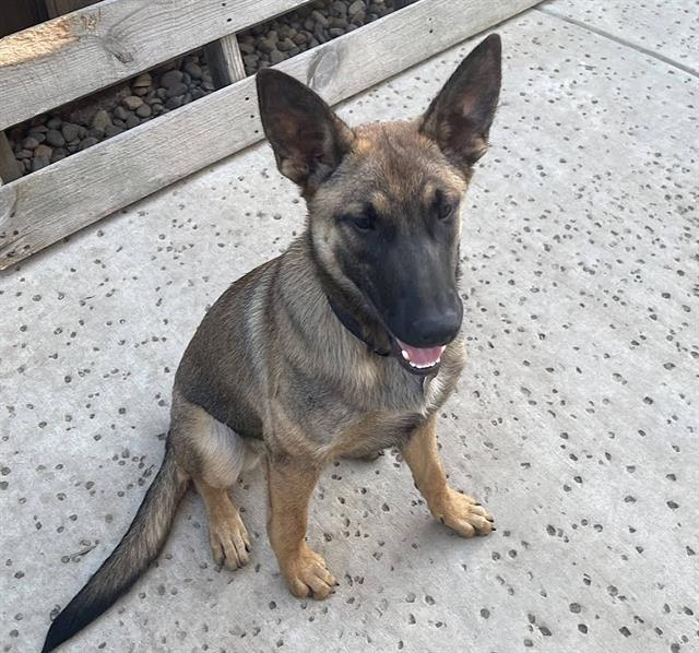 MARY, a young female Belgian Shepherd Malinois