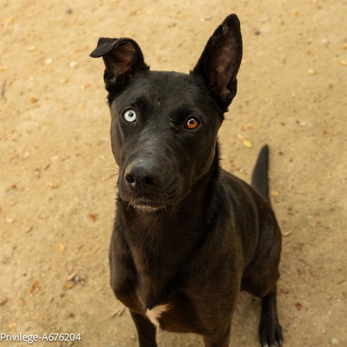 PRIVILEGE, an adoptable Belgian Shepherd Malinois in Sacramento, CA