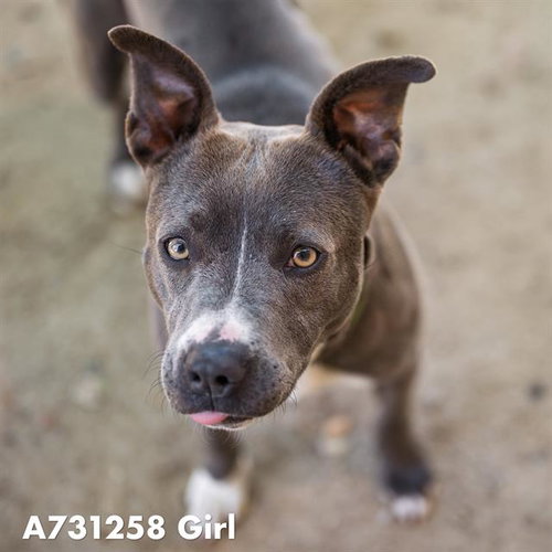 GIRL, an adoptable Pit Bull Terrier in Sacramento, CA