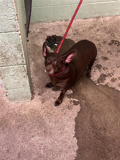 BIG GUY, an adoptable Chihuahua in Sacramento, CA