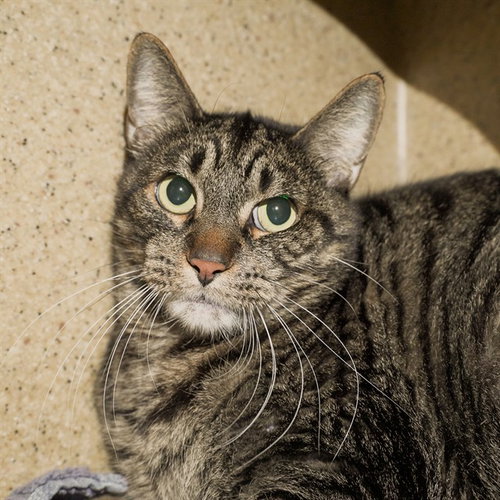 SARDINE, an adoptable Domestic Short Hair in Sacramento, CA