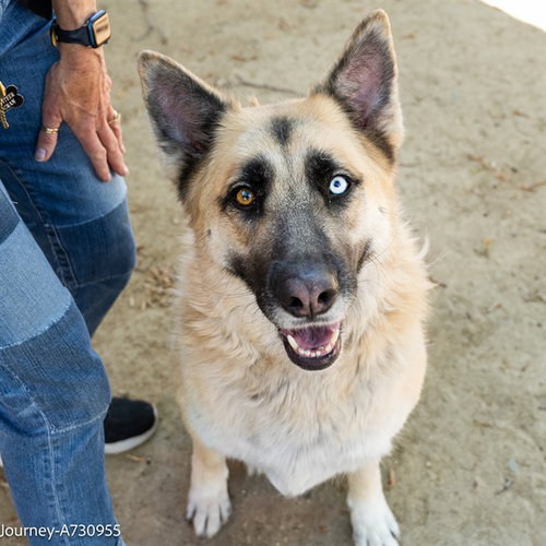 JOURNEY, an adoptable German Shepherd Dog in Sacramento, CA