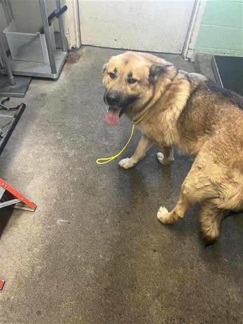TITUS, an adoptable German Shepherd Dog in Sacramento, CA