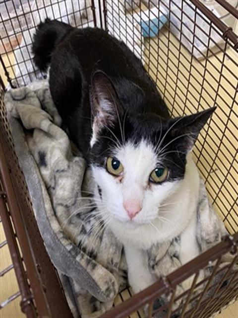 TATERTOT, an adoptable Domestic Short Hair in Sacramento, CA