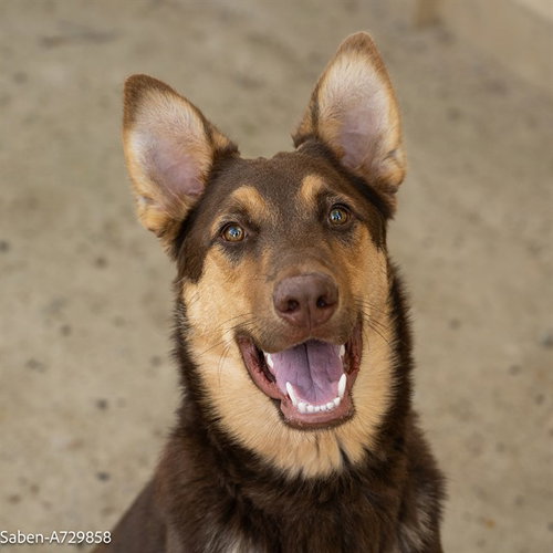 picture of the dog needing adoption