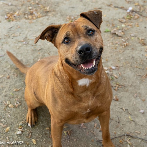 picture of the dog needing adoption
