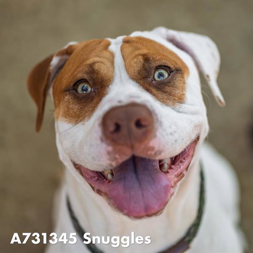 picture of the dog needing adoption