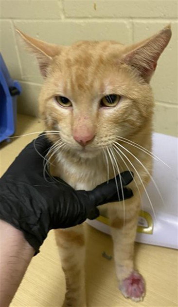 A731754, an adoptable Domestic Short Hair in Sacramento, CA