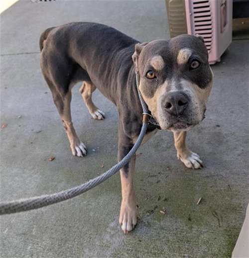 LUCY, an adoptable Pit Bull Terrier in Sacramento, CA