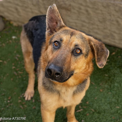 ASTORIA, an adoptable German Shepherd Dog in Sacramento, CA